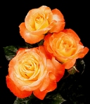 Chihuly florabunda rose