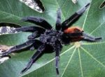 Spider - black hairy