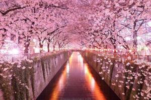Cherry blossom tunnel, Sakuru, Japan