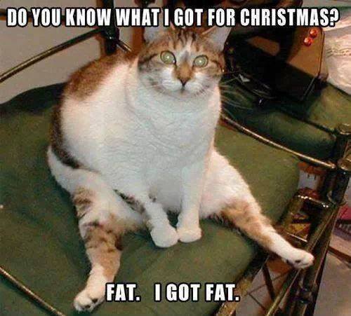 christmas-fat-cat